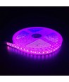 Pink 10W/m LED strip - 5m, 120 LED pr. meter, 24V, IP65