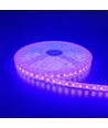 Lilla 10W/m LED strip - 5m, 120 LED pr. meter, 24V, IP65