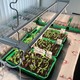 LEDlife Pro-Grow 2.0 vækst sæt - 2 x 120 cm, 36W LED, fuldt spektrum
